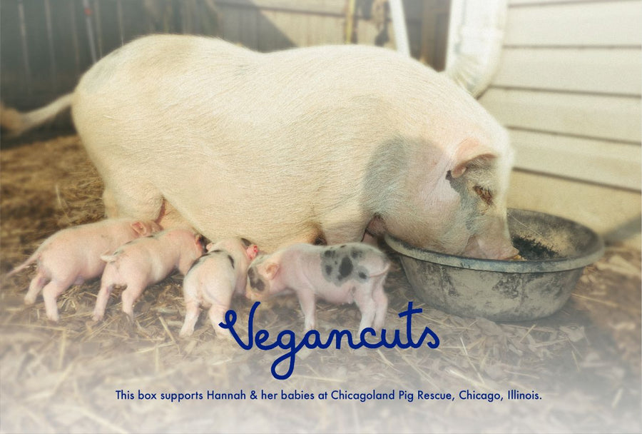 Hannah and her babies at Chicagoland Pig Rescue