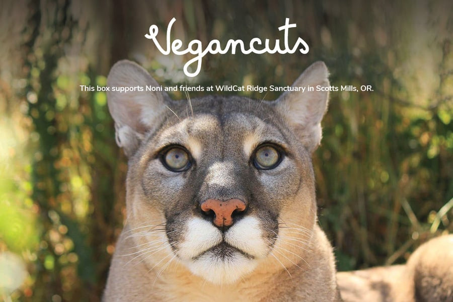 Noni at Wildcat Ridge Sanctuary