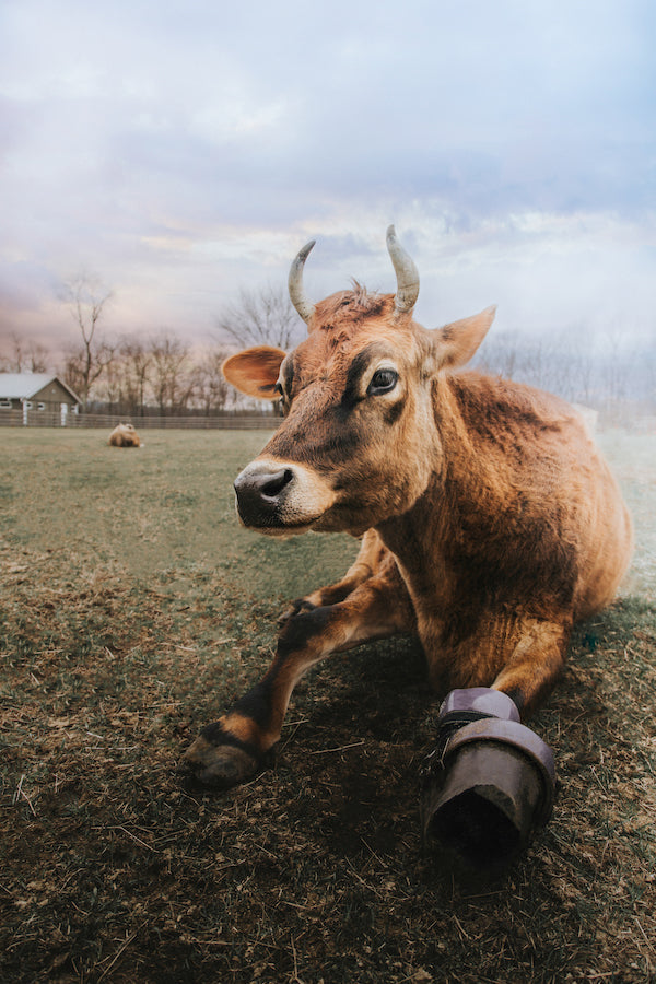 Fawn at Woodstock Sanctuary