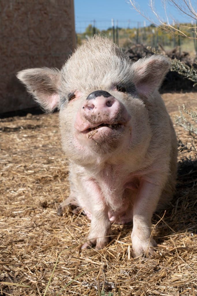 Granny at Hog Haven Farm