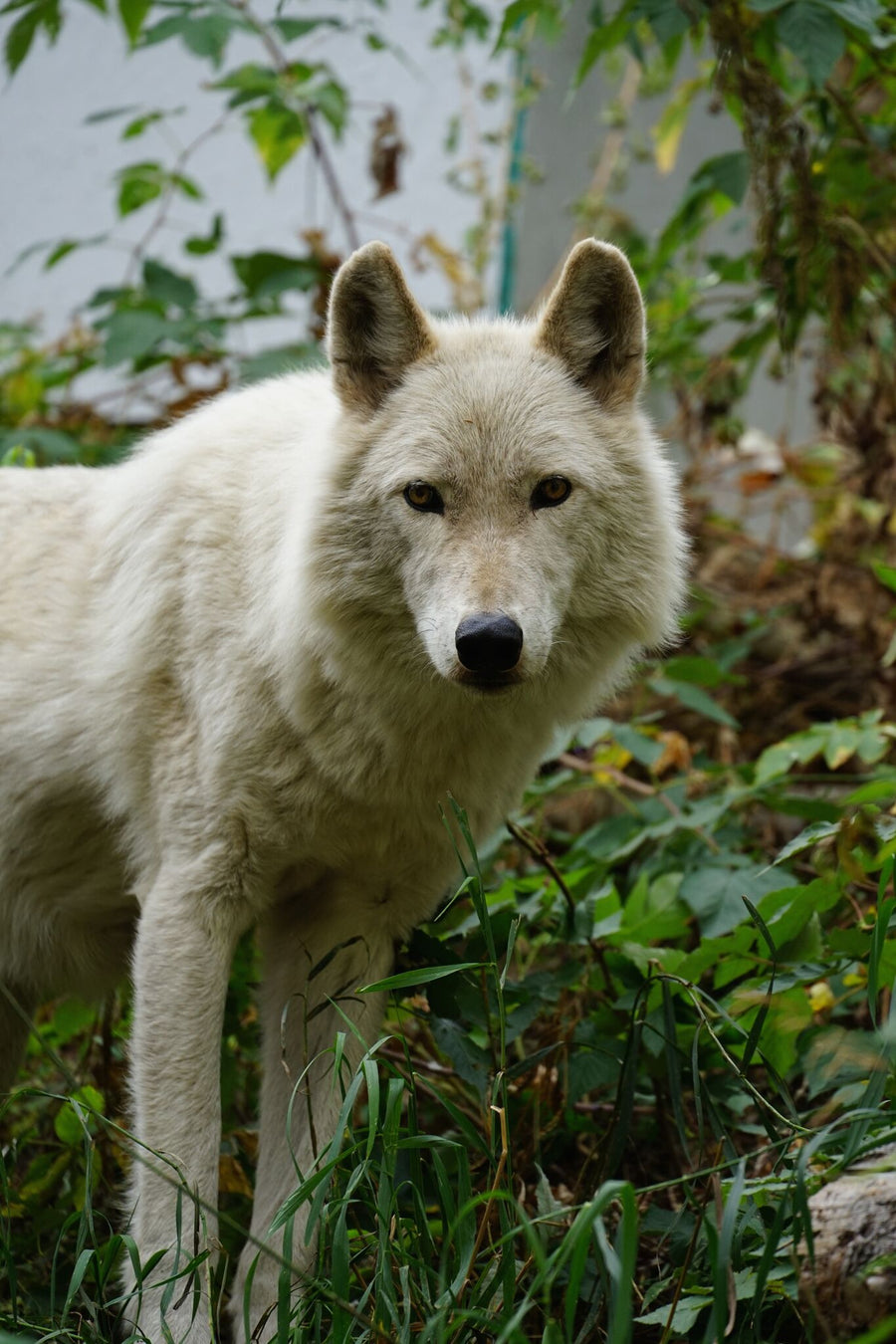 Jacob at W.O.L.F. Sanctuary