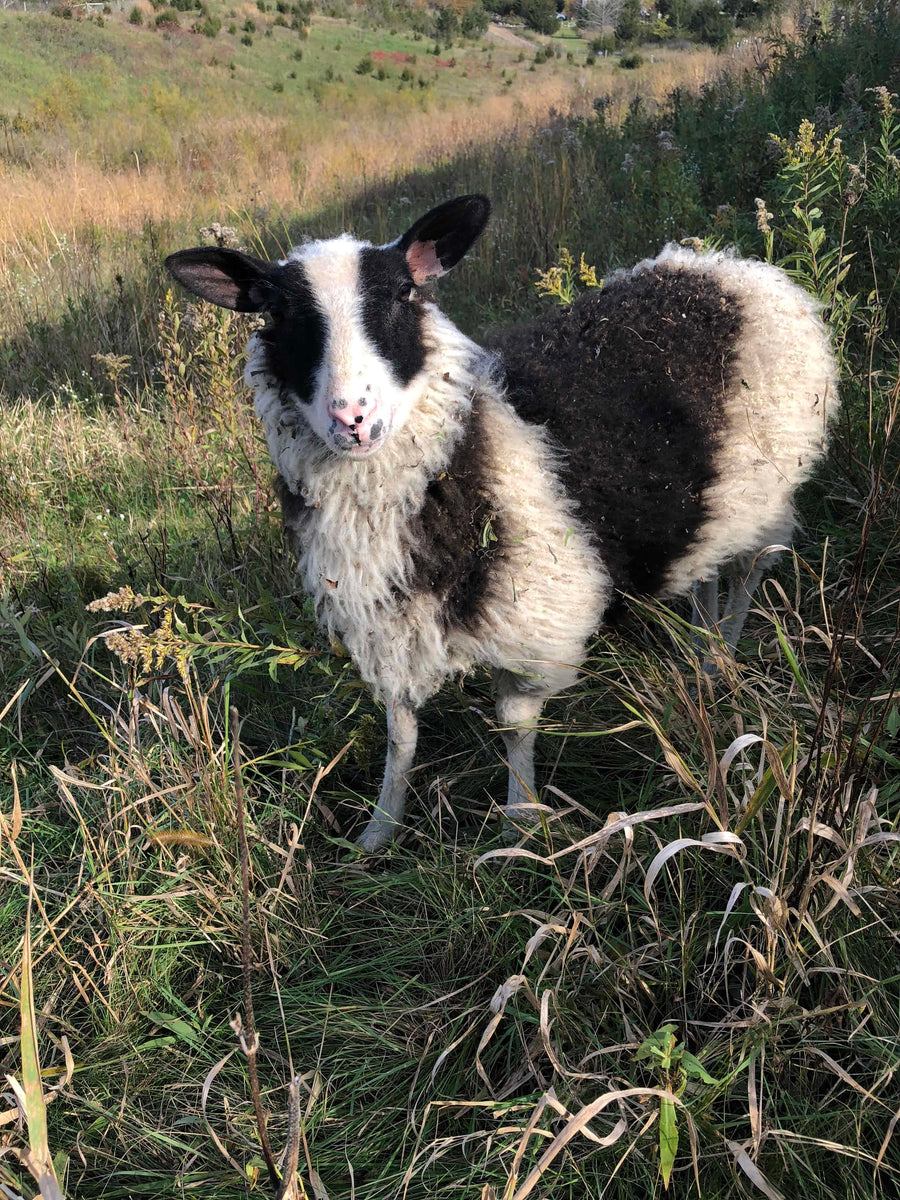 Levi at Farmaste Animal Sanctuary