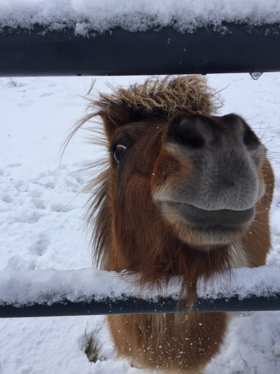 Marshal at Red Robin Song Animal Sanctuary & Beaver Rescue