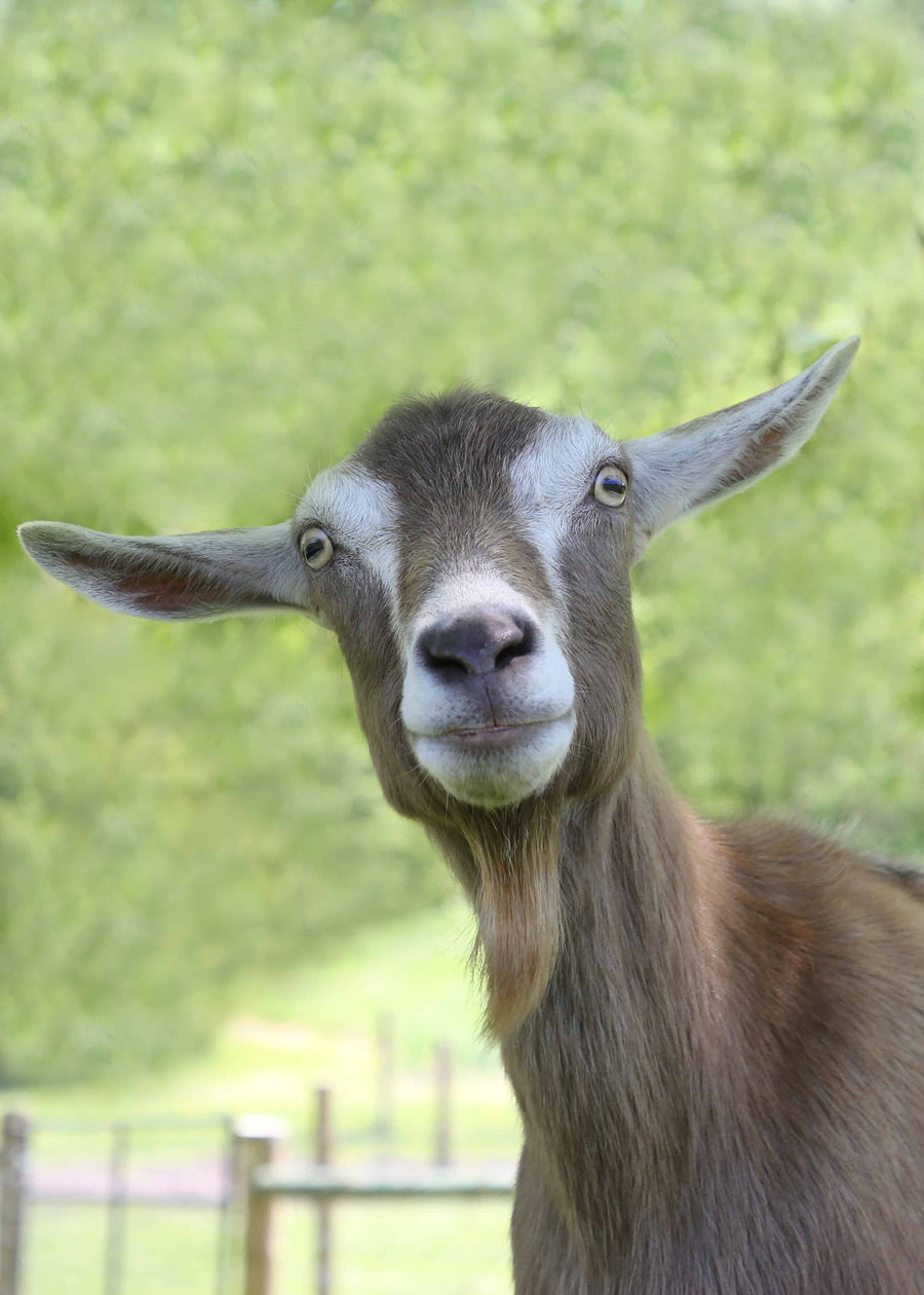 Martha at Spring Farm Sanctuary