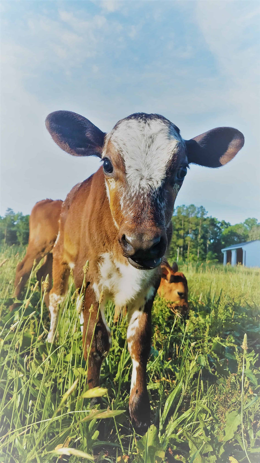 Miles at Little Bucket Farm Sanctuary