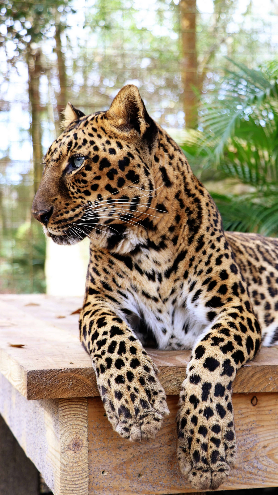 Armani at Big Cat Rescue