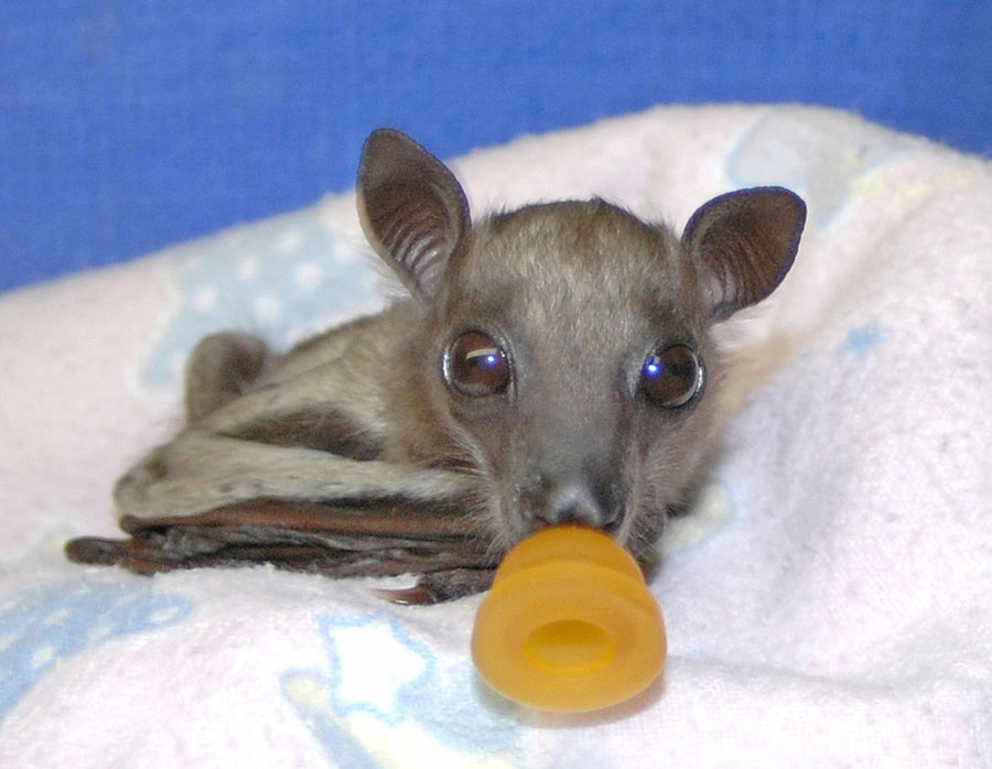 Bootsanna at Bat World Sanctuary