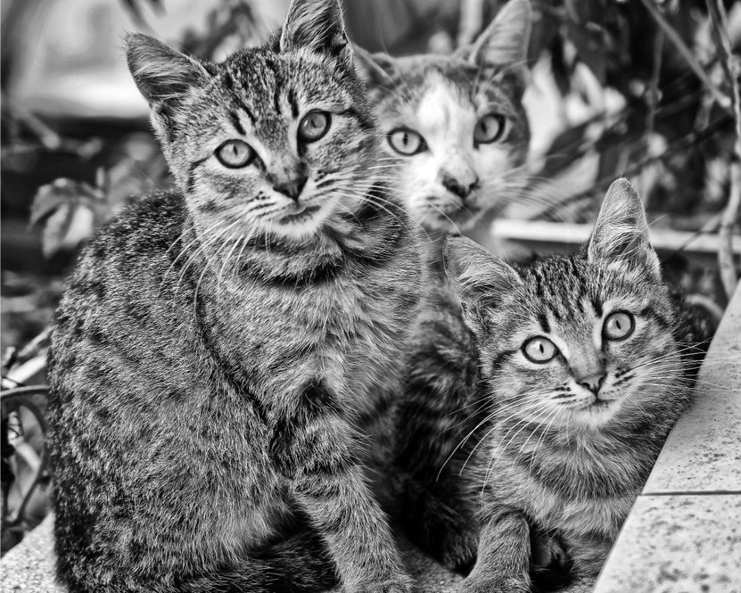 Donate to Animal Shelters