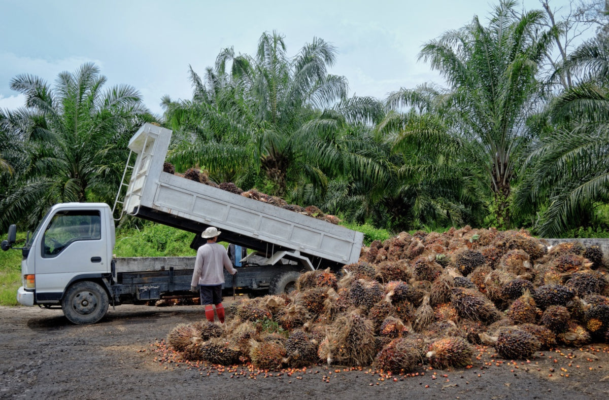 The environmental scourge of palm oil - JSTOR Daily