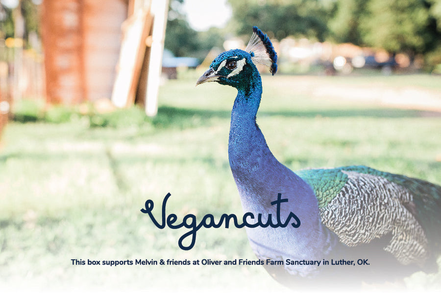 Melvin at Oliver and Friends Farm Sanctuary