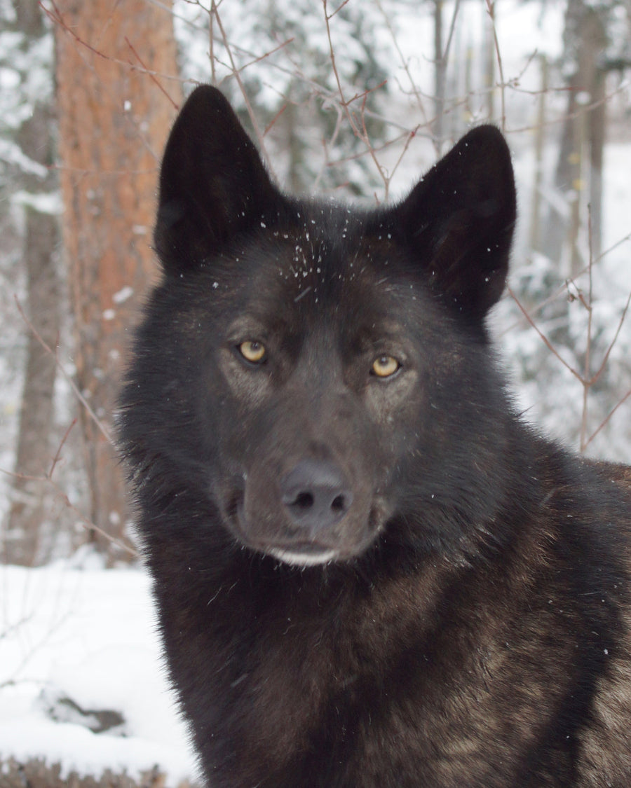 Akela at W.O.L.F. Sanctuary