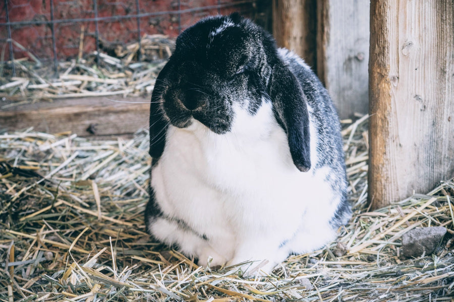 Bun Bun at Ching Farm & Rescue Sanctuary