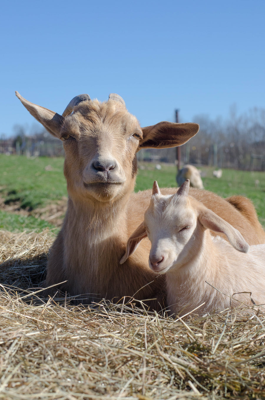 Eytana & Sukumar at Indraloka Animal Sanctuary