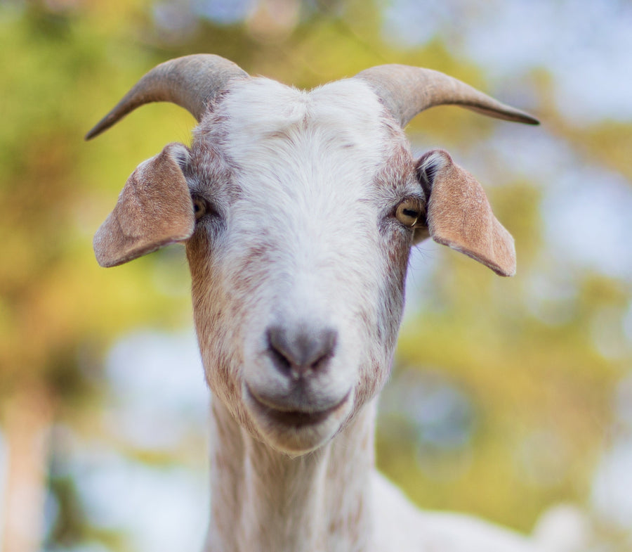 Anjo at Full Circle Farm Sanctuary