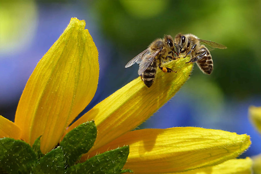 New York State Bee Sanctuary