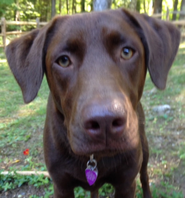 Sophie at New Englad Lab Rescue