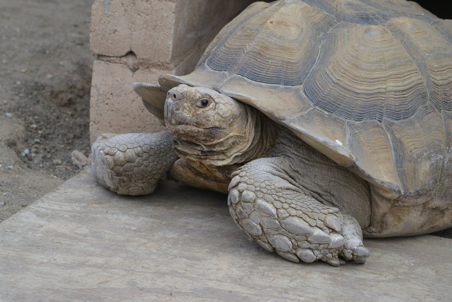 Tank at American Tortoise Rescue