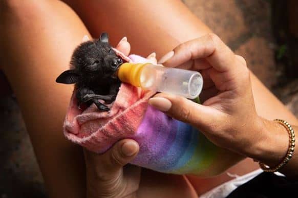 Baby bat being bottle-fed