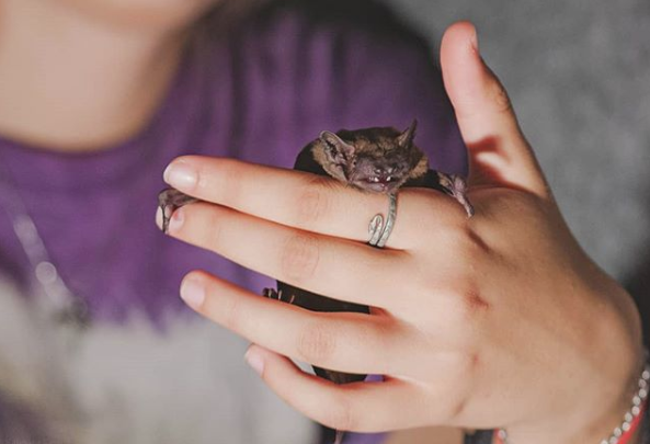 A bat in someone's hand