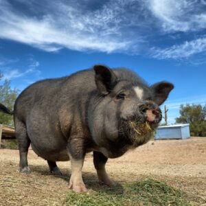 Shelley from Ironwood Pig Sanctuary
