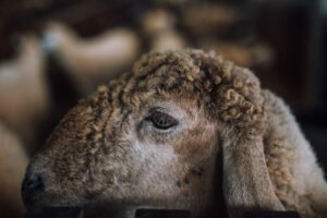can wool be ethical?