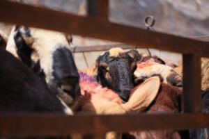 can vegans wear wool?