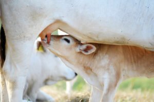 calf drinking cows milk