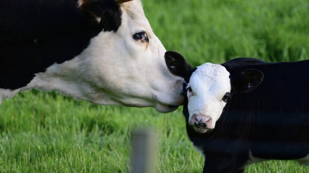 cows in a field