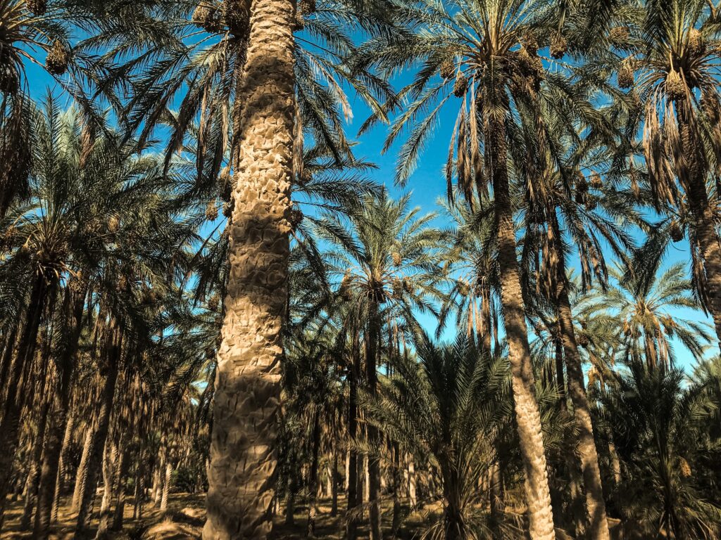 palm oil trees