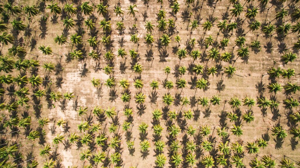 palm oil deforestation