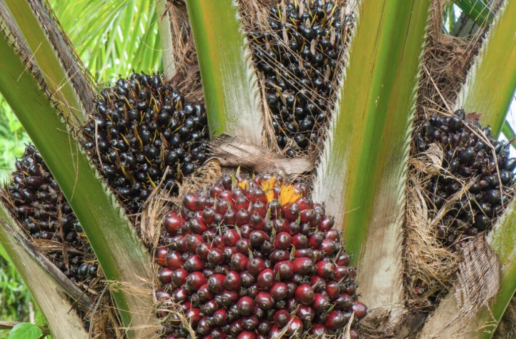 is palm oil bad for the environment