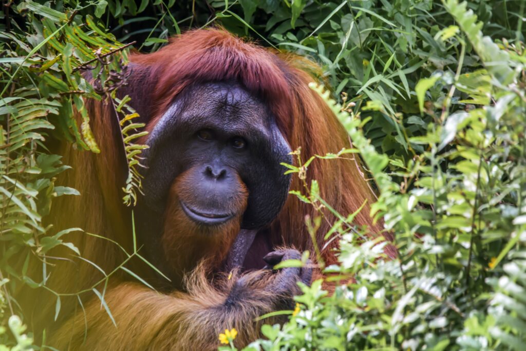 palm oil orangutans